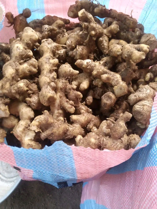Poivre sauvage de Madagascar dans la main