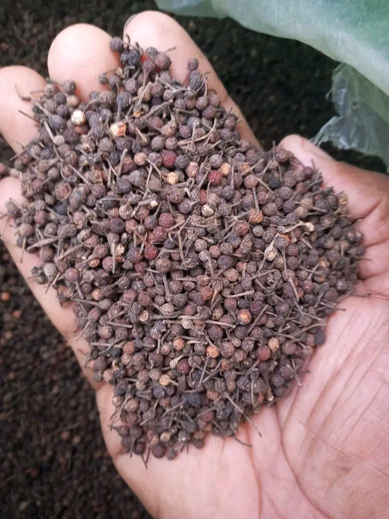 Gousses de vanille noires séchées de Madagascar